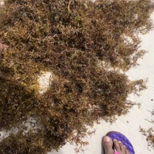 Sargassum at Accra Beach in Barbados