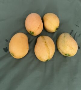 Mangoes from my Host in Barbados